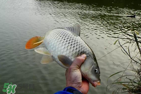 立春后能釣魚嗎？立春后好釣魚嗎？