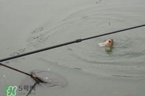 立春后能釣魚嗎？立春后好釣魚嗎？