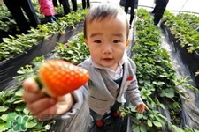 剛摘的草莓可以吃嗎？剛摘的草莓不洗能吃嗎？