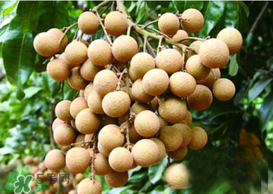 桂圓皮長(zhǎng)霉了能吃嗎？桂圓皮發(fā)霉了里面可以吃嗎？
