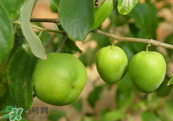 吃青棗會(huì)拉肚子嗎？拉肚子可以吃青棗嗎？