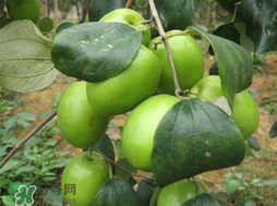 吃青棗會(huì)拉肚子嗎？拉肚子可以吃青棗嗎？