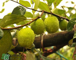來月經(jīng)可以吃青棗嗎？月經(jīng)可以吃青棗嗎？