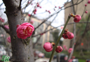 立春后種什么花？立春時開的花有哪些？
