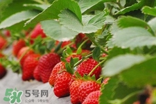 現(xiàn)摘的草莓有農(nóng)藥嗎？怎么辨別草莓打過農(nóng)藥？