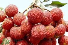吃荔枝會(huì)過敏嗎？吃荔枝過敏怎么辦？