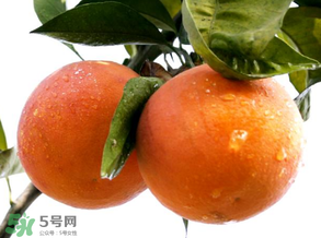 血橙為什么沒有血絲？血橙為什么不紅？