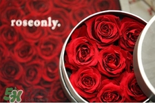roseonly是什么花？roseonly是真花還是假花？