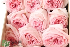 roseonly可以保存多久？roseonly能放多長(zhǎng)時(shí)間？