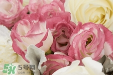 roseonly鮮花多少錢？roseonly永生花多少錢？