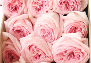 roseonly鮮花怎么保養(yǎng)？roseonly永生花怎么保養(yǎng)？
