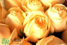 情人節(jié)可以送黃玫瑰嗎？情人節(jié)送黃玫瑰好嗎？