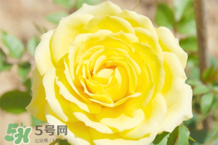情人節(jié)可以送黃玫瑰嗎？情人節(jié)送黃玫瑰好嗎？