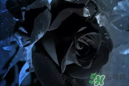 黑玫瑰代表什么意思？黑玫瑰花語的含義