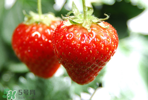 小孩咳嗽可以吃草莓嗎？小孩發(fā)燒可以吃草莓好？