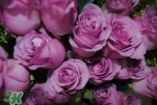鮮花怎么養(yǎng)？鮮花怎么養(yǎng)放的比較久？