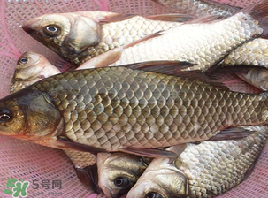 春天釣鯽魚用什么餌料？春天釣鯽魚餌料配方