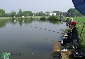 春天釣魚用什么餌料？春天釣魚用腥還是香？