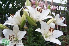 百合花葉子發(fā)黃怎么回事？百合花葉子發(fā)黃怎么辦？