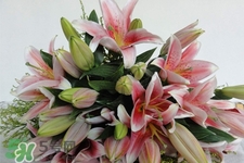 養(yǎng)百合花用什么水？養(yǎng)百合花水里放什么？