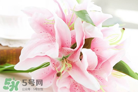 百合要曬太陽嗎？水養(yǎng)百合要曬太陽嗎？