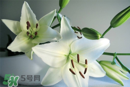百合要曬太陽嗎？水養(yǎng)百合要曬太陽嗎？