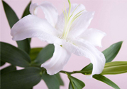 百合花葉子發(fā)黃怎么回事？百合花葉子發(fā)黃怎么辦？