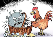 h7n9禽流感怎么預(yù)防？預(yù)防h7n9禽流感知識(shí)