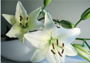 百合花能放花瓶里養(yǎng)嗎？百合花在花瓶里怎么養(yǎng)？
