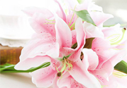 養(yǎng)百合花用什么水？養(yǎng)百合花水里放什么？