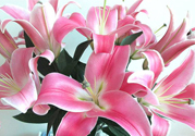 百合花多久澆一次水？百合花多長(zhǎng)時(shí)間澆水？