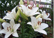 百合花怎么養(yǎng)？百合花在家怎么養(yǎng)？