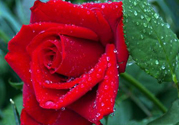 玫瑰花可以放多久？玫瑰花可以放幾天？