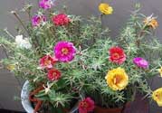 春天家里適合種什么花？春天適合種植什么花？