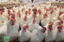 h7n9禽流感可以治愈嗎？禽流感能治好嗎？