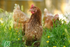 h7n9禽流感可以治愈嗎？禽流感能治好嗎？