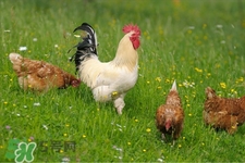 h7n9禽流感可以治愈嗎？禽流感能治好嗎？