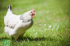 h7n9禽流感可以治愈嗎？禽流感能治好嗎？