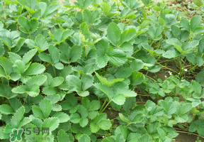 草莓苗幾月份種植？幾月份可以種草莓？