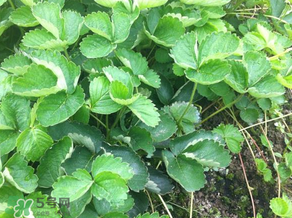 草莓苗幾月份種植？幾月份可以種草莓？