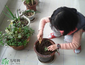 春天家里適合種什么花？春天適合種植什么花？