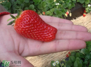 怎么辨別有機(jī)草莓？有機(jī)草莓和普通草莓的區(qū)別 