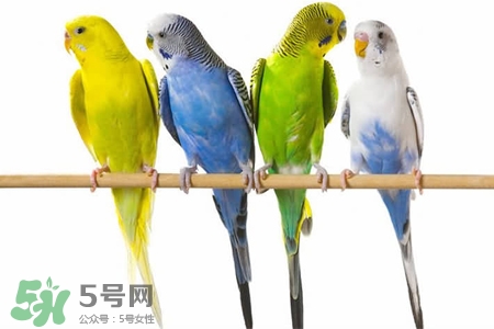 禽流感可以養(yǎng)鸚鵡嗎？禽流感期間能養(yǎng)鸚鵡嗎？