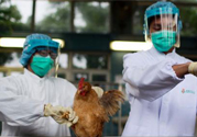 h7n9禽流感可以治愈嗎？禽流感能治好嗎？