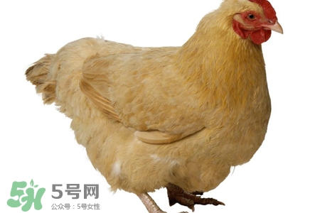 禽流感有哪些癥狀？人得禽流感什么癥狀？