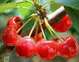 美早和大紅燈哪個好吃？美早和大紅燈的區(qū)別