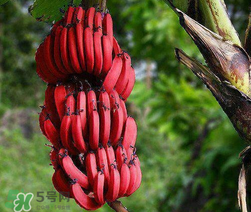 紅香蕉多少錢一斤？南洋紅香蕉多少錢一斤？