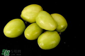 青棗什么時(shí)候上市？青棗什么時(shí)候成熟？
