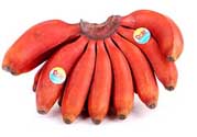 紅香蕉多少錢(qián)一斤？南洋紅香蕉多少錢(qián)一斤？