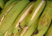 香蕉自己裂開(kāi)是什么原因？香蕉裂開(kāi)能吃嗎？